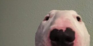 Q & A With Walter The Dog : Walter The MEME Dog Walter the dog