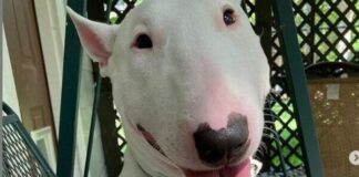 Did Walter Dog Die ? walter the dog