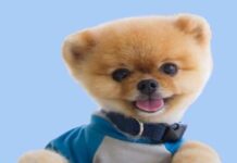 Who is Jiffpom Real Owner? who is jiffpom real owner