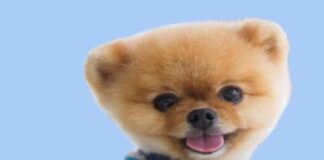 Who is Jiffpom Real Owner? who is jiffpom real owner