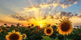 Is This True Sunflowers Facing Each Other Sunflowers Facing Each Other