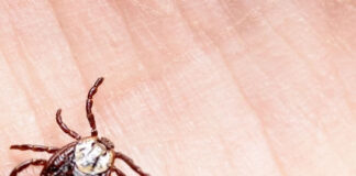 How long can a tick live without a host How long can a tick live without a host