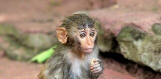 How much does a Baby Monkey Cost How much does a Baby Monkey Cost