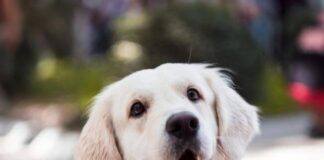 When is it too late to Neuter a Dog When is it too late to Neuter a Dog