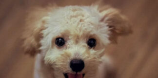 Can I Put Lotion On My Dog? can i put lotion on my dog